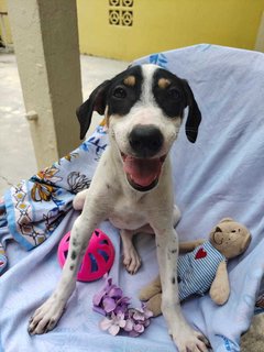 Betsy - Pointer Mix Dog