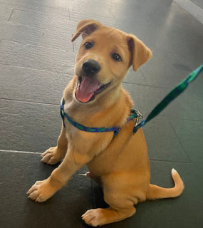 Brownie - Mixed Breed Dog