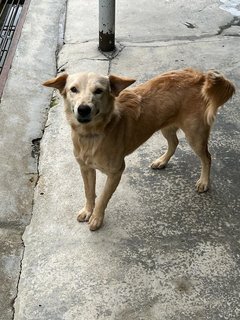 Daisy &amp; Summer - Mixed Breed Dog