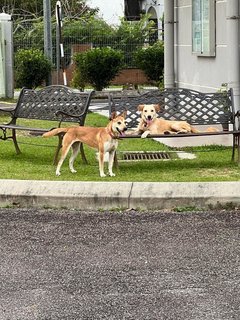 Daisy &amp; Summer - Mixed Breed Dog