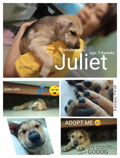 Juliet - Mixed Breed Dog