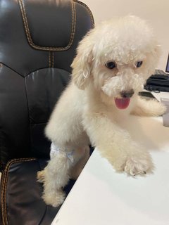 Poodle (Gogo) - Poodle Mix Dog