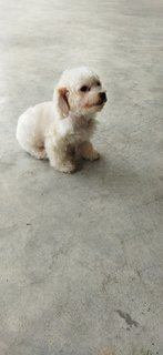 Poodle (Gogo) - Poodle Mix Dog