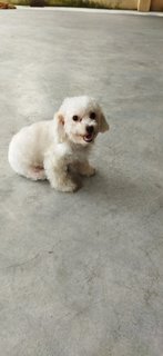 Poodle (Gogo) - Poodle Mix Dog