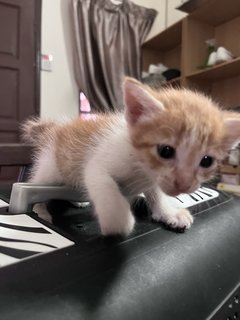 Bambi - Domestic Long Hair Cat