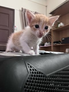 Bambi - Domestic Long Hair Cat