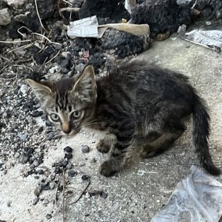 Honey - Domestic Short Hair Cat