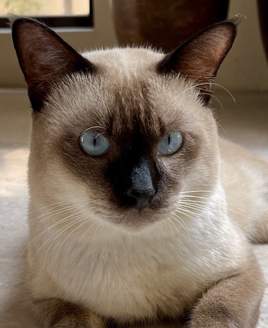 Coffee - Siamese Cat