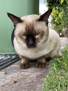 Coffee - Siamese Cat