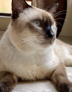 Coffee - Siamese Cat