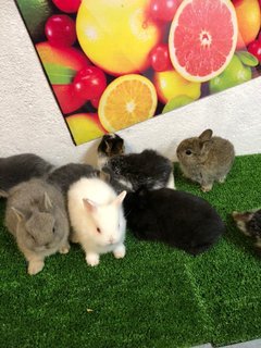 Nd Dwarf - Netherland Dwarf Rabbit