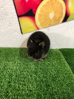 Nd Dwarf - Netherland Dwarf Rabbit