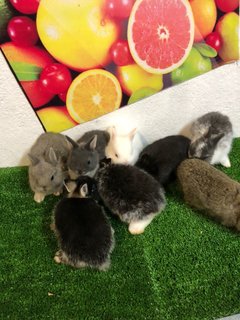 Nd Dwarf - Netherland Dwarf Rabbit