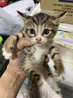 Abia And The Kittens - Domestic Short Hair Cat