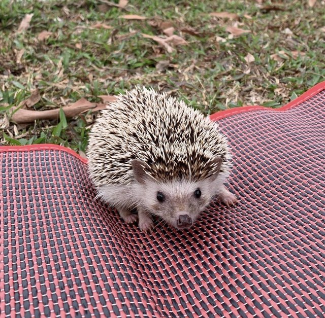 Daisy - Hedgehog Small & Furry