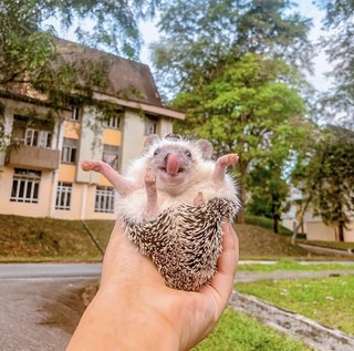 Daisy - Hedgehog Small & Furry