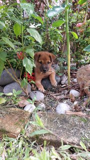 Walnut, female, brown