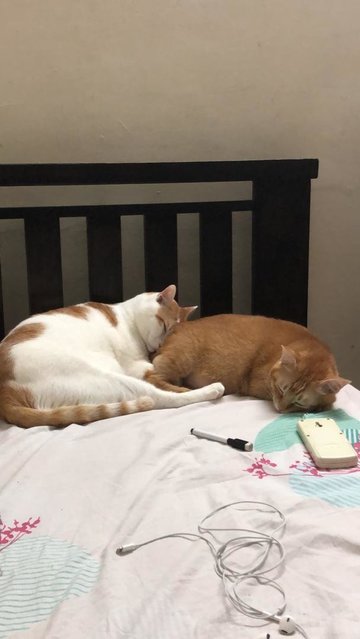 Tangerine &amp; Noodle - Domestic Short Hair + Oriental Tabby Cat