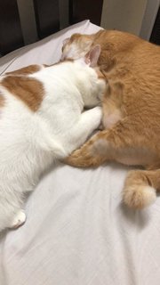 Tangerine &amp; Noodle - Domestic Short Hair + Oriental Tabby Cat