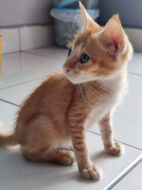 Little Orange - Domestic Short Hair Cat