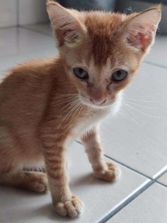 Little Orange - Domestic Short Hair Cat