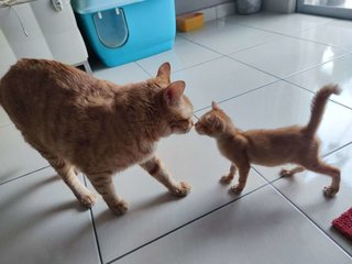 Little Orange - Domestic Short Hair Cat