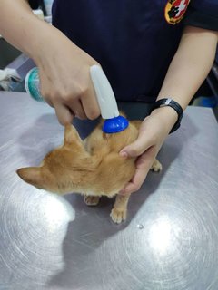 Little Orange - Domestic Short Hair Cat