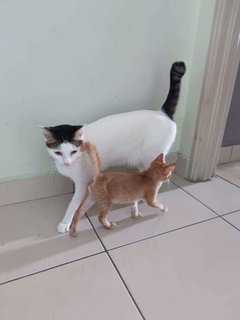 Little Orange - Domestic Short Hair Cat