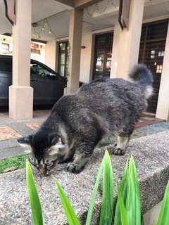 Sushi And El-tigress - Domestic Medium Hair Cat