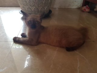 Miyu - Burmese Cat