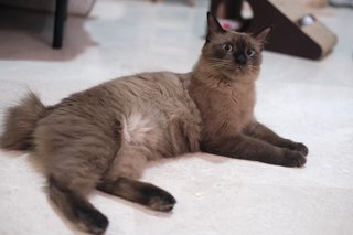 Miyu - Burmese Cat