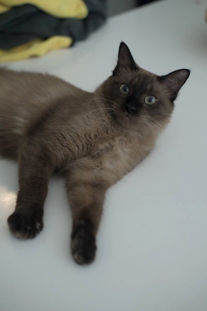 Miyu - Burmese Cat