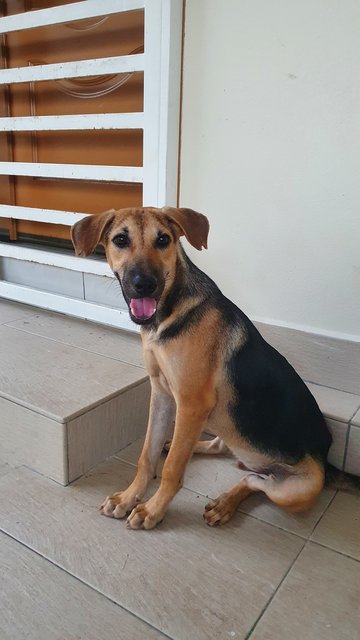 Mango - Mixed Breed Dog