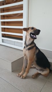 Mango - Mixed Breed Dog