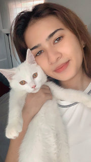 Sushi - Persian + British Shorthair Cat