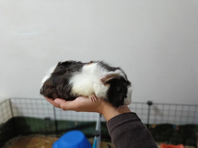 Adik And Her Baby Girl - Guinea Pig Small & Furry