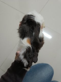 Adik And Her Baby Girl - Guinea Pig Small & Furry