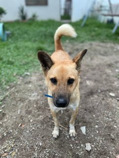 Belle Furball - Mixed Breed Dog