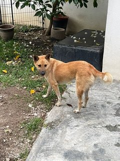 Belle Furball - Mixed Breed Dog