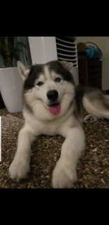 Benji - Husky + Alaskan Malamute Dog