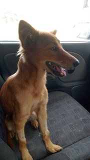 Foxy Girl - Mixed Breed Dog