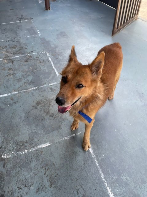 Foxy Boy - Mixed Breed Dog