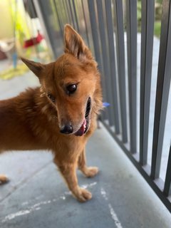 Foxy Boy - Mixed Breed Dog