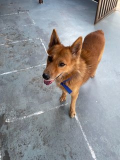 Foxy Boy - Mixed Breed Dog