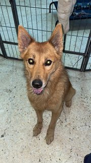 Foxy Boy - Mixed Breed Dog