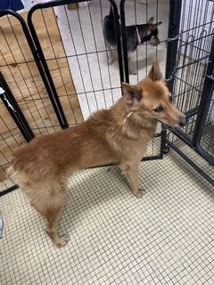 Foxy Boy - Mixed Breed Dog