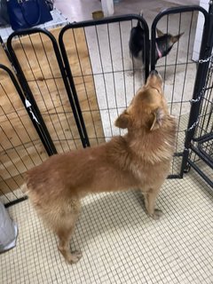 Foxy Boy - Mixed Breed Dog