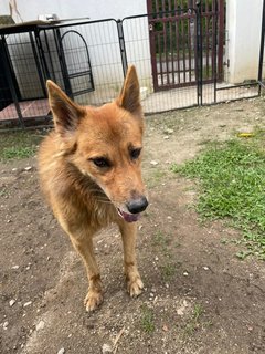 Foxy Boy - Mixed Breed Dog