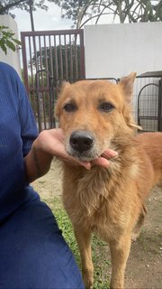 Foxy Boy - Mixed Breed Dog