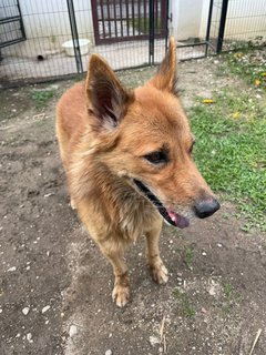 Foxy Boy - Mixed Breed Dog